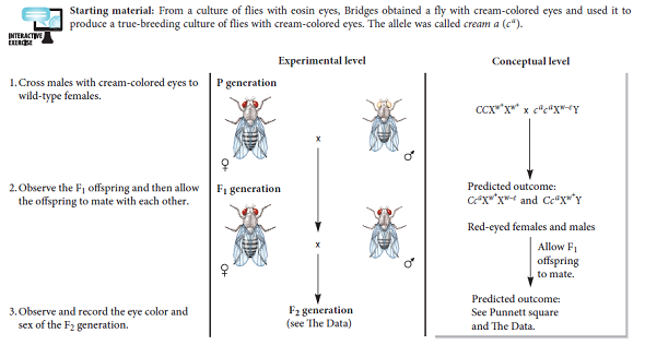 The cream allele is a modifier of eosin and the cream allele is autosomal. By comparison, the red and eosin alleles are X-linked. Based on these ideas, conduct a chi square analysis to determine if Bridges' data of Figure 4.19 agree with the predicted ratio of 8 red-eyed females, 4 red-eyed males, 3 light eosin-eyed males, and 1 cream-eyed male.FIGURE 4.19 A gene interaction between the cream allele and eosin allele in fruit flies.    