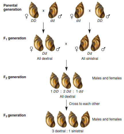 Figure 5.1 describes an example of a maternal effect gene. Explain how Sturtevant deduced a maternal effect gene based on the F 2 and F 3 generations.FIGURE 5.1 Experiment showing the inheritance pattern of snail coiling. In this experiment, D (dextral) is dominant to d (sinistral). The genotype of the mother determines the phenotype of the offspring. This phenomenon is known as the maternal effect. In this case, a DD or Dd mother produces dextral offspring, and a dd mother produces sinistral offspring. The genotypes of the father and offspring do not affect the offspring's phenotype.