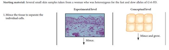 Figure 5.6 describes the results of X-chromosome inactivation in mammals. If fast and slow alleles of glucose-6-phosphate dehydrogenase (G-6-PD) exist in other species, what would be the expected results of gel electrophoresis for a heterozygous female of the following species  a. Marsupial B. Drosophila melanogaster  C. Caenorhabditis elegans (Note: We are considering the hermaphrodite in C. elegans to be equivalent to a female.) FIGURE 5.6 Evidence that adult female mammals contain one X chromosome that has been permanently inactivated.  Starting material: Several small skin samples taken from a woman who was heterozygous for the fast and slow alleles of G-6-PD.      