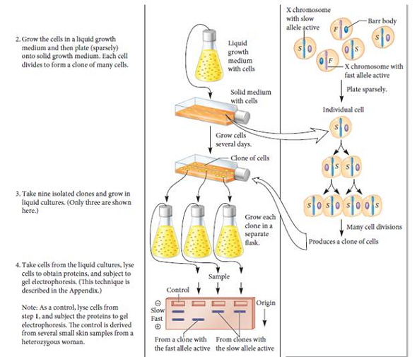 Figure 5.6 describes the results of X-chromosome inactivation in mammals. If fast and slow alleles of glucose-6-phosphate dehydrogenase (G-6-PD) exist in other species, what would be the expected results of gel electrophoresis for a heterozygous female of the following species  a. Marsupial B. Drosophila melanogaster  C. Caenorhabditis elegans (Note: We are considering the hermaphrodite in C. elegans to be equivalent to a female.) FIGURE 5.6 Evidence that adult female mammals contain one X chromosome that has been permanently inactivated.  Starting material: Several small skin samples taken from a woman who was heterozygous for the fast and slow alleles of G-6-PD.      