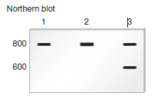 Chapter 20 describes a blotting method known as Northern blotting that is used to determine the amount of mRNA produced by a particular gene. In this method, the amount of a specific mRNA produced by cells is detected as a band on a gel. If one type of cell produces twice as much of a particular mRNA as another cell, the band will appear twice as dark. Also, sometimes mutations affect the length of mRNA that is transcribed from a gene. For example, a small deletion within a gene may shorten an mRNA. Northern blotting also can discern the sizes of mRNAs.    a. Lane 1 is a Northern blot of mRNA from cell type A that is 800 nucleotides long.Lane 2 is a Northern blot of the same mRNA from cell type B. (Cell type B produces twice as much of this RNA as cell type A.) Lane 3 shows a heterozygote in which one of the two genes has a deletion, which shortens the mRNA by 200 nucleotides.Here is the question. Suppose an X-linked gene exists as two alleles: B and b. Allele B encodes an mRNA that is 750 nucleotides long, and allele b encodes a shorter mRNA that is 675 nucleotides long. Draw the expected results of a Northern blot using mRNA isolated from the same type of somatic cells taken from the following individuals: a. First lane is mRNA from an X b Y male fruit fly. Second lane is mRNA from an X b X b female fruit fly. Third lane is mRNA from an X B X b female fruit fly b. First lane is mRNA from an X B Y male mouse. Second lane is mRNA from an X B X b female mouse. *   Third lane is mRNA from an X B X B female mouse. *  C. First lane is mRNA from an X B 0 male C. elegans. Second lane is mRNA from an X B X b hermaphrodite C. elegans. Third lane is mRNA from an X B X B hermaphrodite C. elegans.  * The sample is taken from an adult female mouse. It is not a clone of cells. It is a tissue sample, like the one described in the experiment of Figure 5.6.FIGURE 5.6 Evidence that adult female mammals contain one X chromosome that has been permanently inactivated.  Starting material: Several small skin samples taken from a woman who was heterozygous for the fast and slow alleles of G-6-PD.      