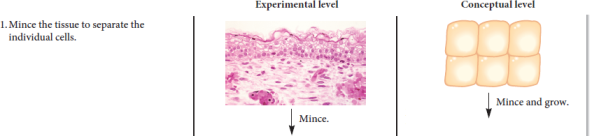 Chapter 20 describes a blotting method known as Northern blotting that is used to determine the amount of mRNA produced by a particular gene. In this method, the amount of a specific mRNA produced by cells is detected as a band on a gel. If one type of cell produces twice as much of a particular mRNA as another cell, the band will appear twice as dark. Also, sometimes mutations affect the length of mRNA that is transcribed from a gene. For example, a small deletion within a gene may shorten an mRNA. Northern blotting also can discern the sizes of mRNAs.    a. Lane 1 is a Northern blot of mRNA from cell type A that is 800 nucleotides long.Lane 2 is a Northern blot of the same mRNA from cell type B. (Cell type B produces twice as much of this RNA as cell type A.) Lane 3 shows a heterozygote in which one of the two genes has a deletion, which shortens the mRNA by 200 nucleotides.Here is the question. Suppose an X-linked gene exists as two alleles: B and b. Allele B encodes an mRNA that is 750 nucleotides long, and allele b encodes a shorter mRNA that is 675 nucleotides long. Draw the expected results of a Northern blot using mRNA isolated from the same type of somatic cells taken from the following individuals: a. First lane is mRNA from an X b Y male fruit fly. Second lane is mRNA from an X b X b female fruit fly. Third lane is mRNA from an X B X b female fruit fly b. First lane is mRNA from an X B Y male mouse. Second lane is mRNA from an X B X b female mouse. *   Third lane is mRNA from an X B X B female mouse. *  C. First lane is mRNA from an X B 0 male C. elegans. Second lane is mRNA from an X B X b hermaphrodite C. elegans. Third lane is mRNA from an X B X B hermaphrodite C. elegans.  * The sample is taken from an adult female mouse. It is not a clone of cells. It is a tissue sample, like the one described in the experiment of Figure 5.6.FIGURE 5.6 Evidence that adult female mammals contain one X chromosome that has been permanently inactivated.  Starting material: Several small skin samples taken from a woman who was heterozygous for the fast and slow alleles of G-6-PD.      