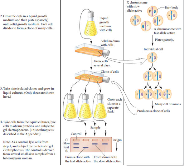Chapter 20 describes a blotting method known as Northern blotting that is used to determine the amount of mRNA produced by a particular gene. In this method, the amount of a specific mRNA produced by cells is detected as a band on a gel. If one type of cell produces twice as much of a particular mRNA as another cell, the band will appear twice as dark. Also, sometimes mutations affect the length of mRNA that is transcribed from a gene. For example, a small deletion within a gene may shorten an mRNA. Northern blotting also can discern the sizes of mRNAs.    a. Lane 1 is a Northern blot of mRNA from cell type A that is 800 nucleotides long.Lane 2 is a Northern blot of the same mRNA from cell type B. (Cell type B produces twice as much of this RNA as cell type A.) Lane 3 shows a heterozygote in which one of the two genes has a deletion, which shortens the mRNA by 200 nucleotides.Here is the question. Suppose an X-linked gene exists as two alleles: B and b. Allele B encodes an mRNA that is 750 nucleotides long, and allele b encodes a shorter mRNA that is 675 nucleotides long. Draw the expected results of a Northern blot using mRNA isolated from the same type of somatic cells taken from the following individuals: a. First lane is mRNA from an X b Y male fruit fly. Second lane is mRNA from an X b X b female fruit fly. Third lane is mRNA from an X B X b female fruit fly b. First lane is mRNA from an X B Y male mouse. Second lane is mRNA from an X B X b female mouse. *   Third lane is mRNA from an X B X B female mouse. *  C. First lane is mRNA from an X B 0 male C. elegans. Second lane is mRNA from an X B X b hermaphrodite C. elegans. Third lane is mRNA from an X B X B hermaphrodite C. elegans.  * The sample is taken from an adult female mouse. It is not a clone of cells. It is a tissue sample, like the one described in the experiment of Figure 5.6.FIGURE 5.6 Evidence that adult female mammals contain one X chromosome that has been permanently inactivated.  Starting material: Several small skin samples taken from a woman who was heterozygous for the fast and slow alleles of G-6-PD.      