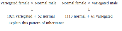 A variegated trait in plants is analyzed using reciprocal crosses. The following results are obtained: a. Explain this pattern of inheritance.
