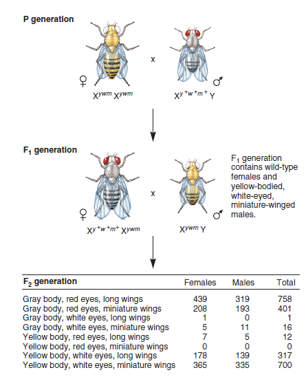 In Morgan's three-factor testcross of Figure 6.3, he realized that crossing over was more frequent between the eye color and wing length genes than between the body color and eye color genes. Explain how he determined this.FIGURE 6.3 Morgan's three-factor crosses involving three X-linked traits in Drosophila.
