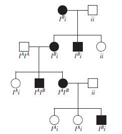 In humans, a rare dominant disorder known as nail-patella syndrome causes abnormalities in the fingernails, toenails, and kneecaps. Researchers have examined family pedigrees with regard to this disorder and, within the same pedigree, also examined the individuals with regard to their blood types. (A description of blood genotypes is found in Chapter 4.) In the following pedigree, individuals affected with nail-patella disorder are shown with filled symbols. The genotype of each individual with regard to their ABO blood type is also shown. Does this pedigree suggest any linkage between the gene that causes nail-patella syndrome and the gene that causes blood type