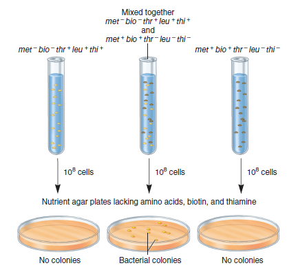 In the experiment of Figure 7.1, Joshua Lederberg and Edward Tatum could not discern whether met + bio + genetic material was transferred to the met bio thr + leu + thi + strain or if thr + leu + thi + genetic material was transferred to the met + bio + thr leu thi strain. Let's suppose that one strain is streptomycin-resistant (say, met + bio + thr leu thi ) and the other strain is sensitive to streptomycin. Describe an experiment that could determine whether the met + bio + genetic material was transferred to the met bio thr + leu + thi + strain or if the thr + leu + thi + genetic material was transferred to the met + bio + thr leu thi strain.FIGURE 7.1 Experiment of Lederberg and Tatum demonstrating genetic transfer during conjugation in E. coli. When plated on a growth medium lacking amino acids, biotin, and thiamine, the met bio thr + leu + thi + or met + bio + thr leu thi strains were unable to grow. However, if they were mixed together and then plated, some colonies were observed. These colonies were due to the transfer of genetic material between these two strains by conjugation. Note: In bacteria, it is common to give genes a three-letter name (shown in italics) that is related to the function of the gene. A plus superscript ( + ) indicates a functional gene, and a minus superscript ( ) indicates a mutation that has caused the gene or gene product to be inactive. In some cases, several genes have related functions. These may have the same three-letter name followed by different capital letters. For example, different genes involved with leucine biosynthesis may be called leuA, leuB, leuC, and so on. In the experiment described in Figure 7.1, the genes involved in leucine biosynthesis had not been distinguished, so the gene involved is simply referred to as leu + (for a functional gene) and leu (for a nonfunctional gene).