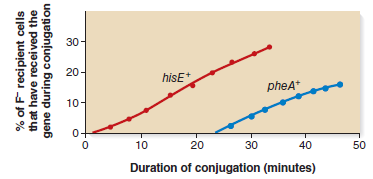 An Hfr strain that is hisE + and pheA + was mixed with a strain that is hisE and pheA . The conjugation was interrupted and the percentage of recombinants for each gene was determined by streaking on a medium that lacked either histidine or phenylalanine. The following results were obtained: a. Determine the map distance (in minutes) between these two genes b. In a previous experiment, it was found that hisE is 4 minutes away from the gene pabB. PheA was shown to be 17 minutes from this gene. Draw a genetic map describing the locations of all three genes.