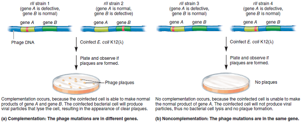 As shown in Figure 7.16, phages with rII mutations cannot produce plaques in E. coli K12( ), but wild-type phages can. From an experimental point of view, explain why this observation is so significant.Figure 7.16 A comparison of noncomplementation and complementation. Four different T4 phage strains (designated 1 through 4) carry rII mutations in gene A or gene B. (a) If the rII mutations are in different genes, a coinfected cell can produce new phages and plaques will form. This result is called complementation because the defective genes in each rII strain are complemented by the corresponding wild-type genes. (b) If E. coli K12( ) is coinfected with two rII phage strains with mutations in the same gene, noncomplementation will occur.