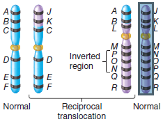 A chromosome involved in a reciprocal translocation also has an inversion. In addition, the cell contains two normal chromosomes. a. Make a drawing that shows how these chromosomes will pair during metaphase of meiosis I.
