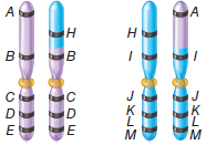 An individual has the following reciprocal translocation: a. What would be the outcome of alternate and adjacent-1 segregation