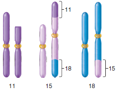 A phenotypically normal individual has the following combinations of abnormal chromosomes: a. The normal chromosomes are shown on the left of each pair. Suggest a series of events (breaks, translocations, crossovers, etc.) that may have produced this combination of chromosomes.