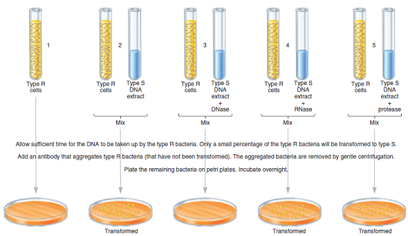 With regard to the experiment described in Figure 9.2, answer the following: a. List several possible reasons why only a small percentage of the type R bacteria was converted to type S b. Explain why an antibody was used to remove the bacteria that are not transformed. What would the results look like, in all five cases, if the antibody/centrifugation step had not been included in the experimental procedure C. The DNA extract was treated with DNase, RNase, or protease. Why was this done (In other words, what were the researchers trying to demonstrate ) FIGURE 9.2 Experiments of Avery, MacLeod, and McCarty to identify the transforming principle. Samples of Streptococcus pneumoniae cells were either not exposed to a type S DNA extract (experiment 1, left side) or exposed to a type S DNA extract (experiments 2-5). Experiments 3, 4, and 5 also contained DNase, RNase, or protease, respectively. After incubation, the cells were exposed to antibodies, which are molecules that can specifically recognize the molecular structure of macromolecules. In this experiment, the antibodies recognized the cell surface of type R bacteria and caused them to clump together. The clumped bacteria were removed by a gentle centrifugation step. Only the bacteria that were not recognized by the antibody (namely, the type S bacteria) remained in the supernatant. The cells in the supernatant were plated on solid growth media. After overnight incubation, visible colonies may be observed.