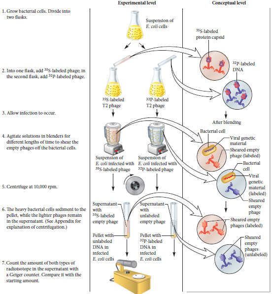 With regard to the experiment of Figure 9.5, answer the following: a. Provide possible explanations why some of the DNA is in the supernatant b. Plot the results if the radioactivity in the pellet, rather than in the supernatant, had been measured c. Why were 32 P and 35 S chosen as radioisotopes to label the phages D. List possible reasons why less than 100% of the phage protein was removed from the bacterial cells during the shearing process.FIGURE 9.5 Evidence that DNA is the genetic material of T2 bacteriophage. Starting materials: The starting materials were E. coli cells and two preparations of radiolabeled T2 phage. One phage preparation had phage proteins labeled with 35 S, and the other preparation had phage DNA labeled with 32 P.