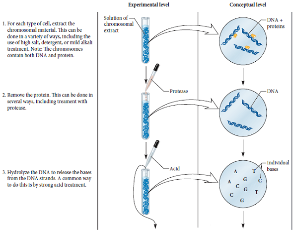With regard to Chargaff's experiment described in Figure 9.13, answer the following: a. What is the purpose of paper chromatography B. Explain why it is necessary to remove the bases in order to determine the base composition of DNA c. Would Chargaff's experiments have been convincing if they had been done on only one species Discuss.FIGURE 9.13 An analysis of base composition among different DNA samples. Starting material: The following types of cells were obtained: Escherichia coli , Streptococcus pneumoniae , yeast, turtle red blood cells, salmon sperm cells, chicken red blood cells, and human liver cells.
