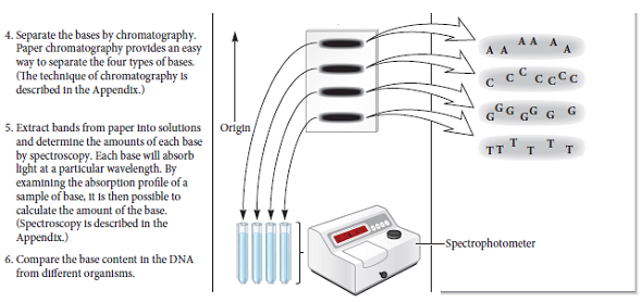 With regard to Chargaff's experiment described in Figure 9.13, answer the following: a. What is the purpose of paper chromatography B. Explain why it is necessary to remove the bases in order to determine the base composition of DNA c. Would Chargaff's experiments have been convincing if they had been done on only one species Discuss.FIGURE 9.13 An analysis of base composition among different DNA samples. Starting material: The following types of cells were obtained: Escherichia coli , Streptococcus pneumoniae , yeast, turtle red blood cells, salmon sperm cells, chicken red blood cells, and human liver cells.