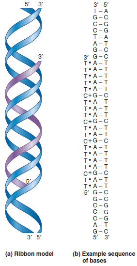 On further analysis of the DNA described in conceptual question C21, you discover that the triplex DNA in this alien organism is composed of a double helix, with the third helix wound within the major groove (just like the DNA in Figure 9.18). How would you propose that this DNA is able to replicate itself In your answer, be specific about the base pairing rules within the double helix and which part of the triplex DNA would be replicated first.FIGURE 9.18 The structure of triplex DNA. (a) As seen in the ribbon model, the third, synthetic strand binds within the major groove of the double-stranded structure. (b) Within triplex DNA, the third strand hydrogen bonds according to the rule T to AT, and C to GC. The cytosine bases in the third strand are protonated (i.e., positively charged). a. Question C21 Let's suppose you have recently identified an organism that was scraped from an asteroid that hit the earth. (Fortunately, no one was injured.) When you analyze this organism, you discover that its DNA is a triple helix, composed of six different nucleotides: A, T, G, C, X, and Y. You measure the chemical composition of the bases and find the following amounts of these six bases: A = 24%, T = 23%, G = 11%, C = 12%, X = 21%, Y = 9%. What rules would you propose that govern triplex-DNA formation in this organism Note: There is more than one possibility.
