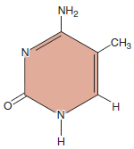 As described in Chapter 15, the methylation of cytosine bases can have an important effect on gene expression. For example, the methylation of cytosines may inhibit the transcription of genes. A methylated cytosine base has the following structure: a. Would you expect the methylation of cytosine to affect the hydrogen bonding between cytosine and guanine in a DNA double helix Why or why not (Hint: See Figure 9.15 for help.) Take a look at solved problem S3 and speculate as to how methylation could affect gene expression.FIGURE 9.15 Key features of the structure of the double helix. Note: In the drawing on the left and in the inset, the planes of the bases and sugars are shown parallel to each other in order to depict the hydrogen bonding between the bases. In an actual DNA molecule, the bases would be rotated about 90° so the planes of the bases would be facing each other, as shown in Figure 9.16a. a. FIGURE 9.16 Two models of the double helix. (a) Ball-and-stick model of the double helix. The deoxyribose-phosphate backbone is shown in detail, whereas the bases are depicted as flattened rectangles. (b) Space-filling model of the double helix. a. Problem S3 Within living cells, many different proteins play important functional roles by binding to DNA and RNA. As described throughout your textbook, the dynamic interactions between nucleic acids and proteins lie at the heart of molecular genetics. Some proteins bind to DNA (or RNA) but not in a sequence-specific manner. For example, histones are proteins important in the formation of chromosome structure. In this case, the positively charged histone proteins bind to the negatively charged phosphate groups in DNA. In addition, several other proteins interact with DNA but do not require a specific nucleotide sequence to carry out their function. For example, DNA polymerase, which catalyzes the synthesis of new DNA strands, does not bind to DNA in a sequence-dependent manner. By comparison, many other proteins do interact with nucleic acids in a sequence-dependent fashion. This means that a specific sequence of bases can provide a structure that is recognized by a particular protein. Throughout the textbook, the functions of many of these proteins will be described. Some examples include transcription factors that affect the rate of transcription, proteins that bind to centromeres, and proteins that bind to origins of replication. With regard to the three-dimensional structure of DNA, where would you expect DNA-binding proteins to bind if they recognize a specific base sequence What about DNA-binding proteins that do not recognize a base sequence