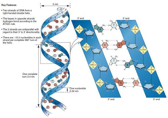 As described in Chapter 15, the methylation of cytosine bases can have an important effect on gene expression. For example, the methylation of cytosines may inhibit the transcription of genes. A methylated cytosine base has the following structure: a. Would you expect the methylation of cytosine to affect the hydrogen bonding between cytosine and guanine in a DNA double helix Why or why not (Hint: See Figure 9.15 for help.) Take a look at solved problem S3 and speculate as to how methylation could affect gene expression.FIGURE 9.15 Key features of the structure of the double helix. Note: In the drawing on the left and in the inset, the planes of the bases and sugars are shown parallel to each other in order to depict the hydrogen bonding between the bases. In an actual DNA molecule, the bases would be rotated about 90° so the planes of the bases would be facing each other, as shown in Figure 9.16a. a. FIGURE 9.16 Two models of the double helix. (a) Ball-and-stick model of the double helix. The deoxyribose-phosphate backbone is shown in detail, whereas the bases are depicted as flattened rectangles. (b) Space-filling model of the double helix. a. Problem S3 Within living cells, many different proteins play important functional roles by binding to DNA and RNA. As described throughout your textbook, the dynamic interactions between nucleic acids and proteins lie at the heart of molecular genetics. Some proteins bind to DNA (or RNA) but not in a sequence-specific manner. For example, histones are proteins important in the formation of chromosome structure. In this case, the positively charged histone proteins bind to the negatively charged phosphate groups in DNA. In addition, several other proteins interact with DNA but do not require a specific nucleotide sequence to carry out their function. For example, DNA polymerase, which catalyzes the synthesis of new DNA strands, does not bind to DNA in a sequence-dependent manner. By comparison, many other proteins do interact with nucleic acids in a sequence-dependent fashion. This means that a specific sequence of bases can provide a structure that is recognized by a particular protein. Throughout the textbook, the functions of many of these proteins will be described. Some examples include transcription factors that affect the rate of transcription, proteins that bind to centromeres, and proteins that bind to origins of replication. With regard to the three-dimensional structure of DNA, where would you expect DNA-binding proteins to bind if they recognize a specific base sequence What about DNA-binding proteins that do not recognize a base sequence