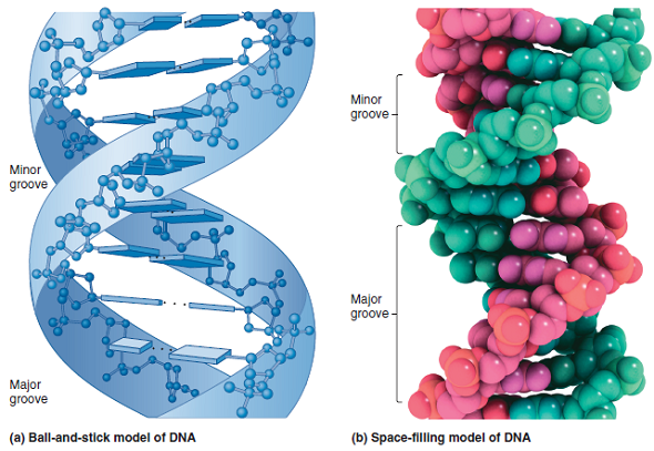 As described in Chapter 15, the methylation of cytosine bases can have an important effect on gene expression. For example, the methylation of cytosines may inhibit the transcription of genes. A methylated cytosine base has the following structure: a. Would you expect the methylation of cytosine to affect the hydrogen bonding between cytosine and guanine in a DNA double helix Why or why not (Hint: See Figure 9.15 for help.) Take a look at solved problem S3 and speculate as to how methylation could affect gene expression.FIGURE 9.15 Key features of the structure of the double helix. Note: In the drawing on the left and in the inset, the planes of the bases and sugars are shown parallel to each other in order to depict the hydrogen bonding between the bases. In an actual DNA molecule, the bases would be rotated about 90° so the planes of the bases would be facing each other, as shown in Figure 9.16a. a. FIGURE 9.16 Two models of the double helix. (a) Ball-and-stick model of the double helix. The deoxyribose-phosphate backbone is shown in detail, whereas the bases are depicted as flattened rectangles. (b) Space-filling model of the double helix. a. Problem S3 Within living cells, many different proteins play important functional roles by binding to DNA and RNA. As described throughout your textbook, the dynamic interactions between nucleic acids and proteins lie at the heart of molecular genetics. Some proteins bind to DNA (or RNA) but not in a sequence-specific manner. For example, histones are proteins important in the formation of chromosome structure. In this case, the positively charged histone proteins bind to the negatively charged phosphate groups in DNA. In addition, several other proteins interact with DNA but do not require a specific nucleotide sequence to carry out their function. For example, DNA polymerase, which catalyzes the synthesis of new DNA strands, does not bind to DNA in a sequence-dependent manner. By comparison, many other proteins do interact with nucleic acids in a sequence-dependent fashion. This means that a specific sequence of bases can provide a structure that is recognized by a particular protein. Throughout the textbook, the functions of many of these proteins will be described. Some examples include transcription factors that affect the rate of transcription, proteins that bind to centromeres, and proteins that bind to origins of replication. With regard to the three-dimensional structure of DNA, where would you expect DNA-binding proteins to bind if they recognize a specific base sequence What about DNA-binding proteins that do not recognize a base sequence
