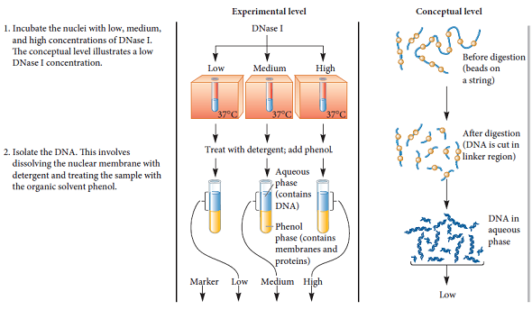 In Noll's experiment of Figure 10.12, explain where the DNase I cuts the DNA. Why were the bands on the gel in multiples of 200 bp at lower DNase I concentrations FIGURE 10.12 DNase I cuts chromatin into repeating units containing 200 bp of DNA. Starting material: Nuclei from rat liver cells.