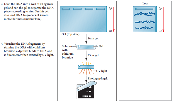 In Noll's experiment of Figure 10.12, explain where the DNase I cuts the DNA. Why were the bands on the gel in multiples of 200 bp at lower DNase I concentrations FIGURE 10.12 DNase I cuts chromatin into repeating units containing 200 bp of DNA. Starting material: Nuclei from rat liver cells.