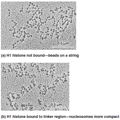 When chromatin is treated with a moderate salt concentration, the linker histone H1 is removed (see Figure 10.13a). Higher salt concentration removes the rest of the histone proteins (see Figure 10.19b). If the experiment of Figure 10.12 were carried out after the DNA was treated with moderate or high salt, what would be the expected results  FIGURE 10.13 The nucleosome structure of eukaryotic chromatin as viewed by electron microscopy. The chromatin in (a) has been treated with moderate salt concentrations to remove the linker histone, H1. It exhibits the classic beads-on-a-string morphology. The chromatin in (b) has been incubated without added NaCl and shows a more compact morphology.    a. FIGURE 10.12 DNase I cuts chromatin into repeating units containing 200 bp of DNA. Starting material: Nuclei from rat liver cells.        a. FIGURE 10.19 The importance of histone proteins and scaffolding proteins in the compaction of eukaryotic chromosomes. (a) A metaphase chromosome. (b) A metaphase chromosome following treatment with high salt concentration to remove the histone proteins. The black arrow on the right points to an elongated strand of DNA. The white arrow on the left points to the scaffold (composed of nonhistone proteins), which anchors the bases of the radial loops. As shown earlier in Figure 10.18d, this scaffold contains protein filaments.    a. FIGURE 10.18 The steps in eukaryotic chromosomal compaction leading to the metaphase chromosome.    