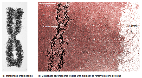 Consider how histone proteins bind to DNA and then explain why a high salt concentration can remove histones from DNA (as shown in Figure 10.19b).FIGURE 10.19 The importance of histone proteins and scaffolding proteins in the compaction of eukaryotic chromosomes. (a) A metaphase chromosome. (b) A metaphase chromosome following treatment with high salt concentration to remove the histone proteins. The black arrow on the right points to an elongated strand of DNA. The white arrow on the left points to the scaffold (composed of nonhistone proteins), which anchors the bases of the radial loops. As shown earlier in Figure 10.18d, this scaffold contains protein filaments.    a. FIGURE 10.18 The steps in eukaryotic chromosomal compaction leading to the metaphase chromosome.    