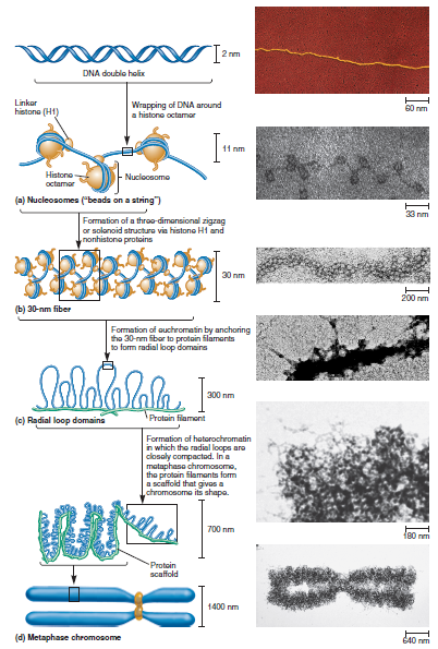 Consider how histone proteins bind to DNA and then explain why a high salt concentration can remove histones from DNA (as shown in Figure 10.19b).FIGURE 10.19 The importance of histone proteins and scaffolding proteins in the compaction of eukaryotic chromosomes. (a) A metaphase chromosome. (b) A metaphase chromosome following treatment with high salt concentration to remove the histone proteins. The black arrow on the right points to an elongated strand of DNA. The white arrow on the left points to the scaffold (composed of nonhistone proteins), which anchors the bases of the radial loops. As shown earlier in Figure 10.18d, this scaffold contains protein filaments. a. FIGURE 10.18 The steps in eukaryotic chromosomal compaction leading to the metaphase chromosome.