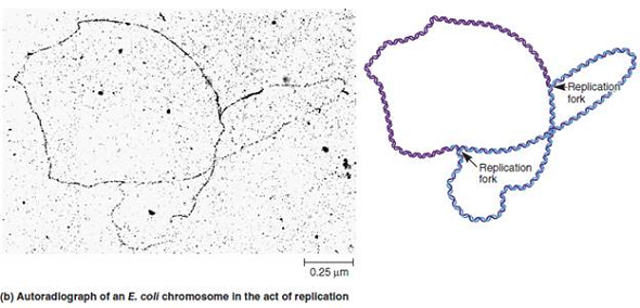 Figure 11.4b shows an autoradiograph of a replicating bacterial chromosome. If you analyzed many replicating chromosomes, what types of information could you learn about the mechanism of DNA replication FIGURE 11.4 The process of bacterial chromosome replication. (b) A replicating E. coli chromosome visualized by autoradiography and transmission electron microscopy (TEM). This chromosome was radiolabeled by growing bacterial cells in media containing radiolabeled deoxythymidine. The diagram at the right shows the locations of the two replication forks. The chromosome is about one-third replicated. New strands are shown in blue.