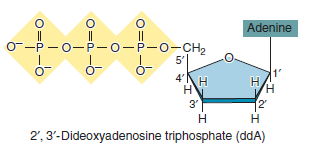 The technique of dideoxy sequencing of DNA is described in Chapter 20. The technique relies on the use of dideoxyribonucleotides (shown in Figures 20.11 and 20.12). A dideoxyribonucleotide has a hydrogen atom attached to the 3 -carbon atom instead of an OH group. When a dideoxyribonucleotide is incorporated into a newly made strand, the strand cannot grow any longer. Explain why.FIGURE 20.11 The structure of a dideoxyribonucleotide. Note that the 3 group is a hydrogen rather than an -OH group. For this reason, another nucleotide cannot be attached at the 3 position. a. FIGURE 20.12 The protocol for DNA sequencing by the dideoxy method. (a) The method begins with DNA in which the target DNA has been inserted into a vector. For the primer to bind, the recombinant vector must be denatured into single-stranded DNA at the beginning of the experiment. Only the strand needed for DNA sequencing is shown here. This diagram schematically depicts a series of bands on a gel; the four colors of the bands occur because each type of dideoxyribonucleotide is labeled with a different-colored fluorescent molecule. As each band passes a laser, the fluorescent dye is excited by the laser beam, and the fluorescence emission is recorded by a fluorescence detector. The detector reads the level of fluorescence at four wavelengths corresponding to the four dyes. (b) As shown in the printout, the peaks of fluorescence correspond to the DNA sequence that is complementary to the target DNA.