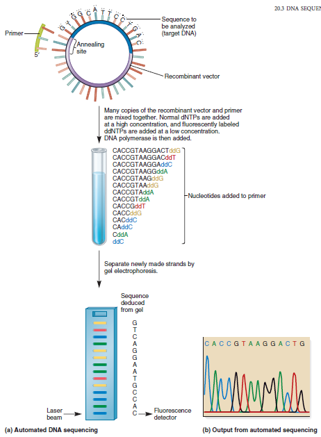 The technique of dideoxy sequencing of DNA is described in Chapter 20. The technique relies on the use of dideoxyribonucleotides (shown in Figures 20.11 and 20.12). A dideoxyribonucleotide has a hydrogen atom attached to the 3 -carbon atom instead of an OH group. When a dideoxyribonucleotide is incorporated into a newly made strand, the strand cannot grow any longer. Explain why.FIGURE 20.11 The structure of a dideoxyribonucleotide. Note that the 3 group is a hydrogen rather than an -OH group. For this reason, another nucleotide cannot be attached at the 3 position. a. FIGURE 20.12 The protocol for DNA sequencing by the dideoxy method. (a) The method begins with DNA in which the target DNA has been inserted into a vector. For the primer to bind, the recombinant vector must be denatured into single-stranded DNA at the beginning of the experiment. Only the strand needed for DNA sequencing is shown here. This diagram schematically depicts a series of bands on a gel; the four colors of the bands occur because each type of dideoxyribonucleotide is labeled with a different-colored fluorescent molecule. As each band passes a laser, the fluorescent dye is excited by the laser beam, and the fluorescence emission is recorded by a fluorescence detector. The detector reads the level of fluorescence at four wavelengths corresponding to the four dyes. (b) As shown in the printout, the peaks of fluorescence correspond to the DNA sequence that is complementary to the target DNA.