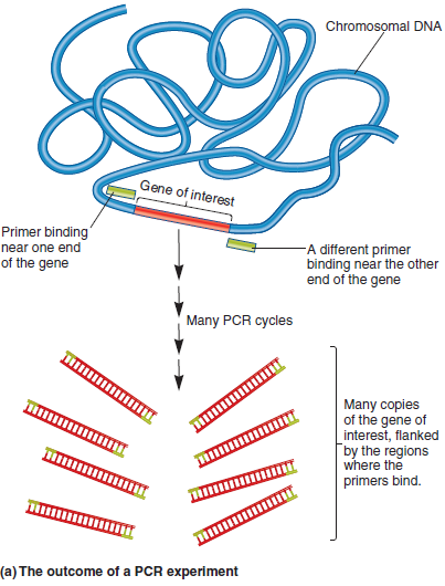 Another technique described in Chapter 20 is polymerase chain reaction (PCR) (see Figures 20.5 and 20.6). This method is based on our understanding of DNA replication. In this method, a small amount of double-stranded template DNA is mixed with a high concentration of primers. Nucleotides and DNA polymerase are also added. The template DNA strands are separated by heat treatment, and when the temperature is lowered, the primers bind to the single-stranded DNA, and then DNA polymerase replicates the DNA. This increases the amount of DNA made from the primers. This cycle of steps (i.e., heat treatment, lower temperature, allowing DNA replication to occur) is repeated again and again. Because the cycles are repeated many times, this method is called a chain reaction. It is called polymerase chain reaction because DNA polymerase is the enzyme needed to increase the amount of DNA with each cycle. In a PCR experiment, the template DNA is placed in a tube, and the primers, nucleotides, and DNA polymerase are added to the tube. The tube is then placed in a machine called a thermocycler, which raises and lowers the temperature. During one cycle, the temperature is raised (e.g., to 95°C) for a brief period and then lowered (e.g., to 60°C) to allow the primers to bind. The sample is then incubated at a slightly higher temperature for a few minutes to allow DNA replication to proceed. In a typical PCR experiment, the tube may be left in the thermocycler for 25-30 cycles. The total time for a PCR experiment is a few hours a. Why is DNA helicase not needed in a PCR experiment B. How is the sequence of each primer important in a PCR experiment Do the two primers recognize the same strand or opposite strands C. The DNA polymerase used in PCR experiments is a DNA polymerase isolated from thermophilic bacteria. Why is this kind of polymerase used D. If a tube initially contained 10 copies of double-stranded DNA, how many copies of double-stranded DNA (in the region flanked by the two primers) would be obtained after 27 cycles FIGURE 20.5 The technique of polymerase chain reaction (PCR). (a) Because the two primers anneal to specific sites, PCR amplifies a defined region of DNA that is located between the two primers. (b) During each cycle of PCR, three steps occur: denaturation, primer annealing, and primer extension. The primers used in actual PCR experiments are usually about 15-20 nucleotides in length. The region between the two primers is typically hundreds of nucleotides in length, not just several nucleotides as shown here. a. FIGURE 20.6 The technique of PCR carried out for four cycles. During each cycle, oligonucleotides that are complementary to the ends of the targeted DNA sequence (green) bind to the DNA and act as primers for the synthesis of this DNA region. Note: The original DNA strands are purple, and those strands made during the first, second, third, and fourth cycles are blue, red, gray, and orange, respectively.