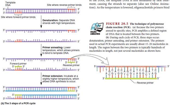 Another technique described in Chapter 20 is polymerase chain reaction (PCR) (see Figures 20.5 and 20.6). This method is based on our understanding of DNA replication. In this method, a small amount of double-stranded template DNA is mixed with a high concentration of primers. Nucleotides and DNA polymerase are also added. The template DNA strands are separated by heat treatment, and when the temperature is lowered, the primers bind to the single-stranded DNA, and then DNA polymerase replicates the DNA. This increases the amount of DNA made from the primers. This cycle of steps (i.e., heat treatment, lower temperature, allowing DNA replication to occur) is repeated again and again. Because the cycles are repeated many times, this method is called a chain reaction. It is called polymerase chain reaction because DNA polymerase is the enzyme needed to increase the amount of DNA with each cycle. In a PCR experiment, the template DNA is placed in a tube, and the primers, nucleotides, and DNA polymerase are added to the tube. The tube is then placed in a machine called a thermocycler, which raises and lowers the temperature. During one cycle, the temperature is raised (e.g., to 95°C) for a brief period and then lowered (e.g., to 60°C) to allow the primers to bind. The sample is then incubated at a slightly higher temperature for a few minutes to allow DNA replication to proceed. In a typical PCR experiment, the tube may be left in the thermocycler for 25-30 cycles. The total time for a PCR experiment is a few hours a. Why is DNA helicase not needed in a PCR experiment B. How is the sequence of each primer important in a PCR experiment Do the two primers recognize the same strand or opposite strands C. The DNA polymerase used in PCR experiments is a DNA polymerase isolated from thermophilic bacteria. Why is this kind of polymerase used D. If a tube initially contained 10 copies of double-stranded DNA, how many copies of double-stranded DNA (in the region flanked by the two primers) would be obtained after 27 cycles FIGURE 20.5 The technique of polymerase chain reaction (PCR). (a) Because the two primers anneal to specific sites, PCR amplifies a defined region of DNA that is located between the two primers. (b) During each cycle of PCR, three steps occur: denaturation, primer annealing, and primer extension. The primers used in actual PCR experiments are usually about 15-20 nucleotides in length. The region between the two primers is typically hundreds of nucleotides in length, not just several nucleotides as shown here. a. FIGURE 20.6 The technique of PCR carried out for four cycles. During each cycle, oligonucleotides that are complementary to the ends of the targeted DNA sequence (green) bind to the DNA and act as primers for the synthesis of this DNA region. Note: The original DNA strands are purple, and those strands made during the first, second, third, and fourth cycles are blue, red, gray, and orange, respectively.