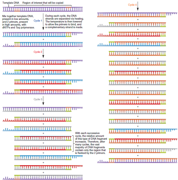 Another technique described in Chapter 20 is polymerase chain reaction (PCR) (see Figures 20.5 and 20.6). This method is based on our understanding of DNA replication. In this method, a small amount of double-stranded template DNA is mixed with a high concentration of primers. Nucleotides and DNA polymerase are also added. The template DNA strands are separated by heat treatment, and when the temperature is lowered, the primers bind to the single-stranded DNA, and then DNA polymerase replicates the DNA. This increases the amount of DNA made from the primers. This cycle of steps (i.e., heat treatment, lower temperature, allowing DNA replication to occur) is repeated again and again. Because the cycles are repeated many times, this method is called a chain reaction. It is called polymerase chain reaction because DNA polymerase is the enzyme needed to increase the amount of DNA with each cycle. In a PCR experiment, the template DNA is placed in a tube, and the primers, nucleotides, and DNA polymerase are added to the tube. The tube is then placed in a machine called a thermocycler, which raises and lowers the temperature. During one cycle, the temperature is raised (e.g., to 95°C) for a brief period and then lowered (e.g., to 60°C) to allow the primers to bind. The sample is then incubated at a slightly higher temperature for a few minutes to allow DNA replication to proceed. In a typical PCR experiment, the tube may be left in the thermocycler for 25-30 cycles. The total time for a PCR experiment is a few hours a. Why is DNA helicase not needed in a PCR experiment B. How is the sequence of each primer important in a PCR experiment Do the two primers recognize the same strand or opposite strands C. The DNA polymerase used in PCR experiments is a DNA polymerase isolated from thermophilic bacteria. Why is this kind of polymerase used D. If a tube initially contained 10 copies of double-stranded DNA, how many copies of double-stranded DNA (in the region flanked by the two primers) would be obtained after 27 cycles FIGURE 20.5 The technique of polymerase chain reaction (PCR). (a) Because the two primers anneal to specific sites, PCR amplifies a defined region of DNA that is located between the two primers. (b) During each cycle of PCR, three steps occur: denaturation, primer annealing, and primer extension. The primers used in actual PCR experiments are usually about 15-20 nucleotides in length. The region between the two primers is typically hundreds of nucleotides in length, not just several nucleotides as shown here. a. FIGURE 20.6 The technique of PCR carried out for four cycles. During each cycle, oligonucleotides that are complementary to the ends of the targeted DNA sequence (green) bind to the DNA and act as primers for the synthesis of this DNA region. Note: The original DNA strands are purple, and those strands made during the first, second, third, and fourth cycles are blue, red, gray, and orange, respectively.