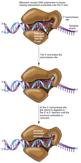 The ability of DNA polymerase to digest a DNA strand from one end is called its exonuclease activity. Exonuclease activity is used to digest RNA primers and also to proofread a newly made DNA strand. Note: DNA polymerase I does not change direction while it is removing an RNA primer and synthesizing new DNA. It does change direction during proofreading a. In which direction, 5 to 3 or 3 to 5 , is the exonuclease activity occurring during the removal of RNA primers and during the proofreading and removal of mistakes following DNA replication B. Figure 11.17 shows a drawing of the 3 exonuclease site. Do you think this site would be used by DNA polymerase I to remove RNA primers Why or why not FIGURE 11.17 The proofreading function of DNA polymerase. When a base pair mismatch is found, the end of the newly made strand is shifted into the 3 exonuclease site. The DNA is digested in the 3 to 5 direction to release the incorrect nucleotide and replication is resumed in the 5 to 3 direction.