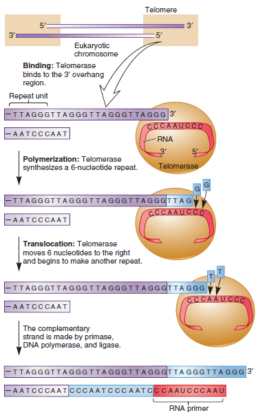 As shown in Figure 11.23, telomerase attaches additional DNA, 6 nucleotides at a time, to the ends of eukaryotic chromosomes. However, it makes only one DNA strand. Describe how the opposite strand is replicated.FIGURE 11.23 The enzymatic action of telomerase. A short, 3-nucleotide segment of RNA within telomerase causes it to bind to the 3 overhang. The adjacent part of the RNA is used as a template to make a short, 6-nucleotide repeat of DNA. After the repeat is made, telomerase moves 6 nucleotides to the right and then synthesizes another repeat. This process is repeated many times to lengthen the top strand shown in this figure. The bottom strand is made by DNA polymerase, using an RNA primer at the end of the chromosome that is complementary to the telomeric repeat sequence in the top strand. DNA polymerase fills in the region, which is sealed by ligase. Note: Though not shown in the figure, the RNA primer is eventually removed, which leaves a 3 overhang.  