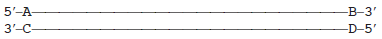 A diagram of a linear chromosome is shown here. The end of each strand is labeled with an A, B, C, or D. Which ends could not be replicated by DNA polymerase Why not