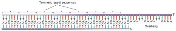 Telomeres contain a 3 overhang region, as shown in Figure 11.21. Does telomerase require a 3 overhang to replicate the telomere region Explain.FIGURE 11.21 General structure of telomeric sequences. The telomere DNA consists of a tandemly repeated sequence and a 12- to 16-nucleotide overhang.