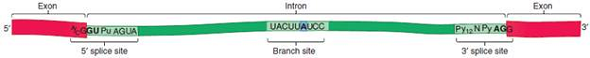 A research group has sequenced the cDNA and genomic DNA from a particular gene. The cDNA is derived from mRNA, so it does not contain introns. Here are the DNA sequences.cDNA: 5 -ATTGCATCCAGCGTATACTATCTCGGGCCCAATTAATGCCA-GCGGCCAGACTATCACCCAACTCGGTTACCTACTAGTATATC-CCATATACTAGCATATATTTTACCCATAATTTGTGTGTGGGTATA-CAGTATAATCATATA-3 Genomic DNA (contains one intron): 5 -ATTGCATCCAGCGTATACTATCTCGGGCCCAATTAATGCCAGCGGCCAGACTATCACCCAACTCGGCCCACCCCCCAGGTTTA-CACAGTCATACCATACATACAAAAATCGCAGTTACTTATCCCA-AAAAAACCTAGATACCCCACATACTATTAACTCTTTCTTTCTAG-GTTACCTACTAGTATATCCCATATACTAGCATATATTTTAC-CCATAATTTGTGTGTGGGTATACAGTATAATCATATA-3 Indicate where the intron is located. Does the intron contain the normal consensus splice site sequences based on those described in Figure 12.21 Underline the splice site sequences, and indicate whether or not they fit the consensus sequence.FIGURE 12.21 Consensus sequences for pre-mRNA splicing in complex eukaryotes. Consensus sequences exist at the intronexon boundaries and at a branch site found within the intron itself. The adenine nucleotide shown in blue in this figure corresponds to the adenine nucleotide at the branch site in Figure 12.22. The nucleotides shown in bold are highly conserved. Designations: A/C = A or C, Pu = purine, Py = pyrimidine, N = any of the four bases. a. FIGURE 12.22 Splicing of pre-mRNA via a spliceosome.