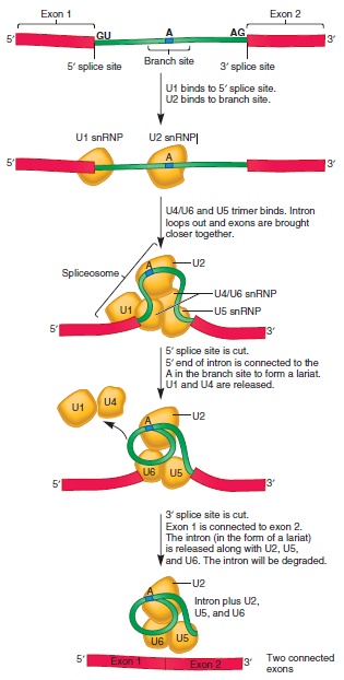 A research group has sequenced the cDNA and genomic DNA from a particular gene. The cDNA is derived from mRNA, so it does not contain introns. Here are the DNA sequences.cDNA: 5 -ATTGCATCCAGCGTATACTATCTCGGGCCCAATTAATGCCA-GCGGCCAGACTATCACCCAACTCGGTTACCTACTAGTATATC-CCATATACTAGCATATATTTTACCCATAATTTGTGTGTGGGTATA-CAGTATAATCATATA-3 Genomic DNA (contains one intron): 5 -ATTGCATCCAGCGTATACTATCTCGGGCCCAATTAATGCCAGCGGCCAGACTATCACCCAACTCGGCCCACCCCCCAGGTTTA-CACAGTCATACCATACATACAAAAATCGCAGTTACTTATCCCA-AAAAAACCTAGATACCCCACATACTATTAACTCTTTCTTTCTAG-GTTACCTACTAGTATATCCCATATACTAGCATATATTTTAC-CCATAATTTGTGTGTGGGTATACAGTATAATCATATA-3 Indicate where the intron is located. Does the intron contain the normal consensus splice site sequences based on those described in Figure 12.21 Underline the splice site sequences, and indicate whether or not they fit the consensus sequence.FIGURE 12.21 Consensus sequences for pre-mRNA splicing in complex eukaryotes. Consensus sequences exist at the intronexon boundaries and at a branch site found within the intron itself. The adenine nucleotide shown in blue in this figure corresponds to the adenine nucleotide at the branch site in Figure 12.22. The nucleotides shown in bold are highly conserved. Designations: A/C = A or C, Pu = purine, Py = pyrimidine, N = any of the four bases. a. FIGURE 12.22 Splicing of pre-mRNA via a spliceosome.