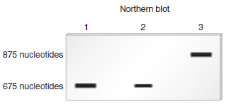 Chapter 20 describes a technique known as Northern blotting that can be used to detect RNA transcribed from a particular gene. In this method, a specific RNA is detected using a short segment of cloned DNA as a probe. The DNA probe, which is labeled, is complementary to the RNA that the researcher wishes to detect. After the probe DNA binds to the RNA, the RNA is visualized as a labeled (dark) band after the RNA is run on a gel. As shown here, the method of Northern blotting can be used to determine the amount of a particular RNA transcribed in a given cell type. If one type of cell produces twice as much of a particular mRNA as occurs in another cell, the band will appear twice as intense. Also, the method can distinguish if alternative RNA splicing has occurred to produce an RNA that has a different molecular mass.    a. Lane 1 is a sample of RNA isolated from nerve cells.Lane 2 is a sample of RNA isolated from kidney cells. Nerve cells produce twice as much of this RNA as do kidney cells.Lane 3 is a sample of RNA isolated from spleen cells. Spleen cells produce an alternatively spliced version of this RNA that is about 200 nucleotides longer than the RNA produced in nerve and kidney cells.Let's suppose a researcher was interested in the effects of mutations on the expression of a particular protein-encoding gene in eukaryotes. The gene has one intron that is 450 nucleotides long. After this intron is removed from the pre-mRNA, the mRNA transcript is 1100 nucleotides in length. Diploid somatic cells have two copies of this gene. Make a drawing that shows the expected results of a Northern blot using mRNA from the cytosol of somatic cells, which were obtained from the following individuals: Lane 1: A normal individual Lane 2: A homozygote for a deletion that removes the 50 to 100 region of the gene that encodes this mRNA Lane 3: A heterozygote in which one gene is normal and the other gene has a deletion that removes the 50 to 100 region Lane 4: A homozygote for a mutation that introduces an early stop codon into the middle of the coding sequence of the gene Lane 5: A homozygote for a three-nucleotide deletion that removes the AG sequence at the 3 splice site