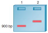 As described in Chapter 20 and in experimental question E5, a gel retardation assay can be used to determine if a protein binds to DNA. This method can also determine if a protein binds to RNA. In the combinations described here, would you expect the migration of the RNA to be retarded due to the binding of a protein a. mRNA from a gene that is terminated in a -independent manner plus protein B. mRNA from a gene that is terminated in a -dependent manner plus protein C. Pre-mRNA from a protein-encoding gene that contains two introns plus the snRNP called U1 D. Mature mRNA from a protein-encoding gene that contains two introns plus the snRNP called U1 Question E5 A gel retardation assay can be used to study the binding of proteins to a segment of DNA. This method is described in Chapter 20. When a protein binds to a segment of DNA, it retards the movement of the DNA through a gel, so the DNA appears at a higher point in the gel (see the following). a. Lane 1: 900-bp fragment alone Lane 2: 900-bp fragment plus a protein that binds to the 900-bp fragment In this example, the segment of DNA is 900 bp in length, and the binding of a protein causes the DNA to appear at a higher point in the gel. If this 900-bp fragment of DNA contains a eukaryotic promoter for a protein-encoding gene, draw a gel that shows the relative locations of the 900-bp fragment under the following conditions: Lane 1: 900 bp plus TFIID Lane 2: 900 bp plus TFIIB Lane 3: 900 bp plus TFIID and TFIIB Lane 4: 900 bp plus TFIIB and RNA polymerase II Lane 5: 900 bp plus TFIID, TFIIB, and RNA polymerase II/TFIIF