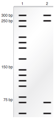 The technique of DNA footprinting is described in Chapter 20. If a protein binds over a region of DNA, it will protect the DNA in that region from digestion by DNase I. To carry out a DNA foot-printing experiment, a researcher has a sample of a cloned DNA fragment. The fragments are exposed to DNase I in the presence and absence of a DNA-binding protein. Regions of the DNA fragment not covered by the DNA-binding protein will be digested by DNase I, producing a series of bands on a gel. Regions of the DNA fragment not digested by DNase I (because a DNA-binding protein is preventing DNase I from gaining access to the DNA) will be revealed, because a region of the gel will not contain any bands.In the DNA footprinting experiment shown here, a researcher began with a sample of cloned DNA 300 bp in length. This DNA contained a eukaryotic promoter for RNA polymerase II. For the sample loaded in lane 1, no proteins were added. For the sample loaded in lane 2, the 300-bp fragment was mixed with RNA polymerase II plus TFIID and TFIIB. a. How long of a region of DNA is covered up by the binding of RNA polymerase II and the transcription factors B. Describe how this binding would occur if the DNA was within a nucleosome structure. (Note: The structure of nucleosomes is described in Chapter 10.) Do you think that the DNA is in a nucleosome structure when RNA polymerase and transcription factors are bound to the promoter Explain why or why not.