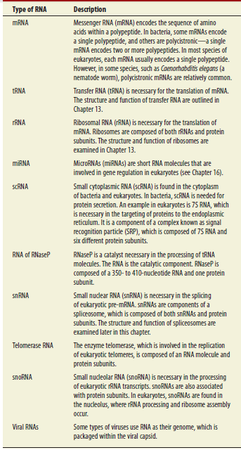 As described in Table 12.1, several different types of RNA are made, especially in eukaryotic cells. Researchers are sometimes interested in focusing their attention on the transcription of protein-encoding genes in eukaryotes. Such researchers want to study mRNA. One method that is used to isolate mRNA is column chromatography. (Note: See the Appendix for a general description of chromatography.) Researchers can covalently attach short pieces of DNA that contain stretches of thymine (i.e., TTTTTTTTTTTT) to the column matrix. This is called a poly-dT column. When a cell extract is poured over the column, mRNA binds to the column, but other types of RNA do not a. Explain how you would use a poly-dT column to obtain a purified preparation of mRNA from eukaryotic cells. In your description, explain why mRNA binds to this column and what you would do to release the mRNA from the column b. Can you think of ways to purify other types of RNA, such as tRNA or rRNA Table 12.1 Functions of RNA Molecules
