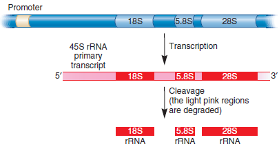 The processing of ribosomal RNA in eukaryotes is shown in Figure 12.16. Why is this called cleavage or processing but not splicing  FIGURE 12.16 The processing of ribosomal RNA in eukaryotes. The large ribosomal RNA gene is transcribed into a long 45S rRNA primary transcript. This transcript is cleaved to produce 18S, 5.8S, and 28S rRNA molecules, which become associated with protein subunits in the ribosome. This processing occurs within the nucleolus of the cell.  
