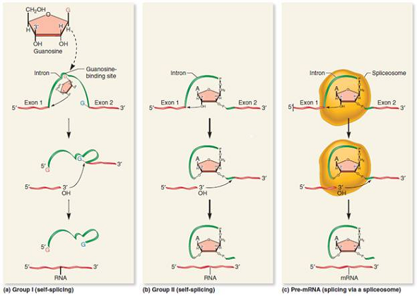 In the splicing of group I introns shown in Figure 12.20, does the 5 end of the intron have a phosphate group Explain.FIGURE 12.20 Mechanisms of RNA splicing. Group I and II introns are self-splicing. (a) The splicing of group I introns involves the binding of a free guanosine to a site within the intron, leading to the cleavage of RNA at the 3 end of exon 1. The bond between a different nucleotide in the intron strand (in this case, guanine) and the 5 end of exon 2 is cleaved. The 3 end of exon 1 then forms a covalent bond with the 5 end of exon 2. (b) In group II introns, a similar self-splicing mechanism occurs, except that the 2 OH group on an adenine nucleotide (already within the intron) begins the catalytic process. (c) Pre-mRNA splicing requires the aid of a multicomponent structure known as the spliceosome.