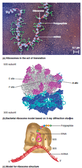 Describe the structure of a polysome, which is depicted in Figure 13.13a.FIGURE 13.13 Ribosomal structure. (a) Electron micrograph of ribosomes in the act of translation. Ribosomes are blue, mRNA is red, and polypeptides are green. (b) Crystal structure of the 50S and 30S subunits in bacteria. The rRNA is shown in gray strands (50S subunit) and turquoise strands (30S subunit), and proteins are shown in magenta (50S subunit) and navy blue (30S subunit). (c) A model depicting the sites where tRNA and mRNA bind to an intact ribosome. The mRNA lies on the surface of the 30S subunit. The E, P, and A sites are formed at the interface between the large and small subunits. The growing polypeptide exits through a hole in the 50S subunit.