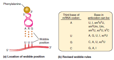 The wobble rules for tRNA-mRNA pairing are shown in Figure 13.12. If we assume that the tRNAs do not contain modified bases, what is the minimum number of tRNAs needed to efficiently recognize the codons for the following types of amino acids a. Leucine B. Methionine C. Serine FIGURE 13.12 Wobble position and base-pairing rules. (a) The wobble position occurs at the third base in the mRNA codon and the corresponding base in the anticodon. (b) The revised wobble rules are slightly different from those originally proposed by Crick. The standard bases found in RNA are G, C, A, and U. In addition, the structures of bases in tRNAs may be modified. Some modified bases that may occur in the wobble position in tRNA are I = inosine; xm 5 s 2 U = 5-methyl-2-thiouridine; xm 5 Um = 5-methyl-2 - O -methyluridine; Um = 2 - O -methyluridine; xm 5 U = 5-methyluridine; xo 5 U = 5-hydroxyuridine; k 2 C = lysidine (a cytosine derivative).