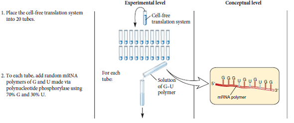 Although 61 codons specify the 20 amino acids, most species display a codon bias. This means that certain codons are used much more frequently than other codons. For example, UUA, UUG, CUU, CUC, CUA, and CUG all specify leucine. In yeast, however, the UUG codon is used to specify leucine approximately 80% of the time a. The experiment of Figure 13.7 shows the use of an in vitro or cell-free translation system. In this experiment, the RNA, which was used for translation, was chemically synthesized. Instead of using a chemically synthesized RNA, researchers can isolate mRNA from living cells and then add the mRNA to the cell-free translation system. If a researcher isolated mRNA from kangaroo cells and then added it to a cell-free translation system that came from yeast cells, how might the phenomenon of codon bias affect the production of proteins  B. Discuss potential advantages and disadvantages of codon bias for translation.FIGURE 13.7 Elucidation of the genetic code.  Starting material: A cell-free translation system that can synthesize polypeptides if mRNA and amino acids are added. The translation system contained ribosomes, tRNAs, and other factors required for translation. These other factors included enzymes that attach amino acids to tRNA molecules.      